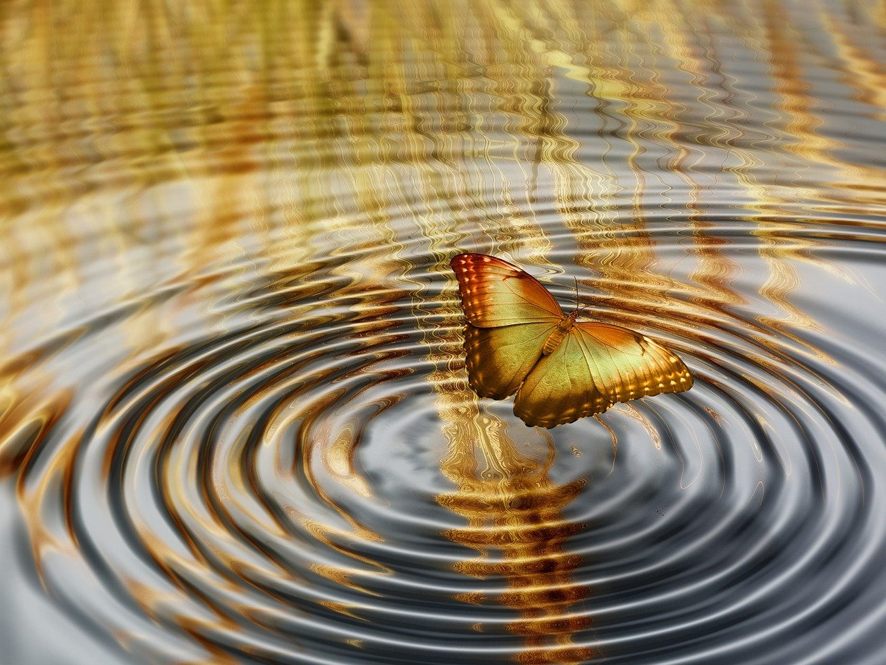 动物题材新电影，探索自然与人类共生的新篇章揭秘！